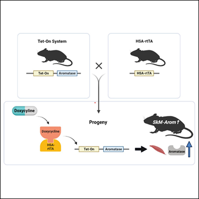 Estrogen Production In An Hfd In Male Mice Endocrine Society