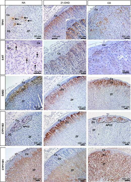 Illicit Upregulation Of Serotonin Signaling Pathway In Adrenals Of