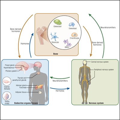 Crosstalk Between the Neuroendocrine System and Bone Homeostasis ...