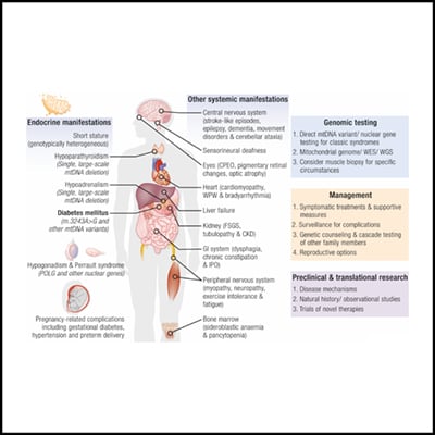 Endocrine Involvement in Mitochondrial Disease | Endocrine Society