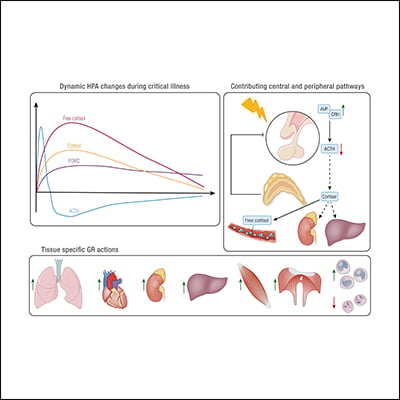 Hypothalamus-Pituitary-Adrenocortical Response to Critical Illness ...