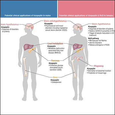 Kisspeptin and Neurokinin B | Endocrine Society