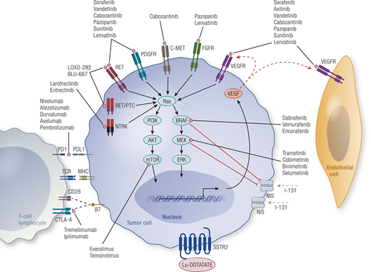 Targeted Therapy for Advanced Thyroid Cancer: Kinase Inhibitors and ...