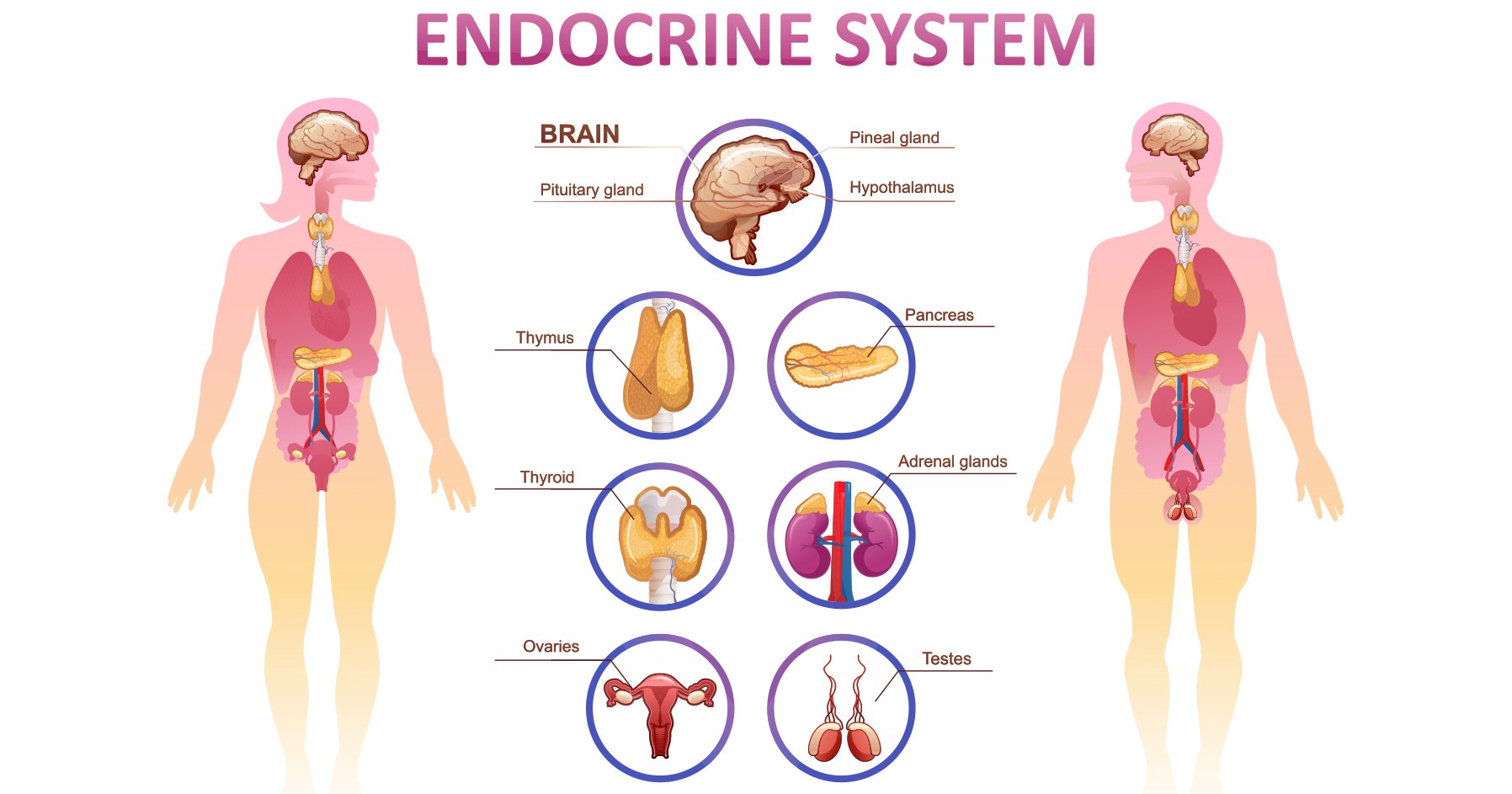 endocrine system hormones